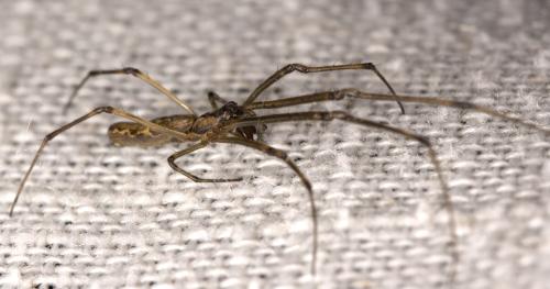 Tetragnatha nigrita