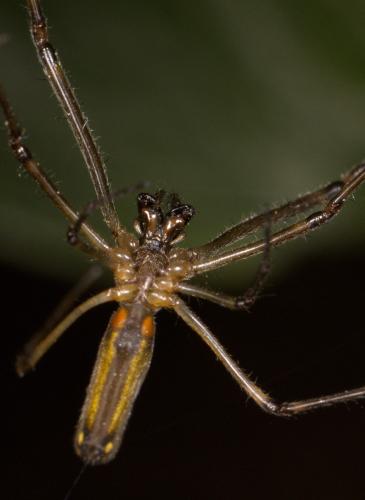 Tetragnatha nigrita