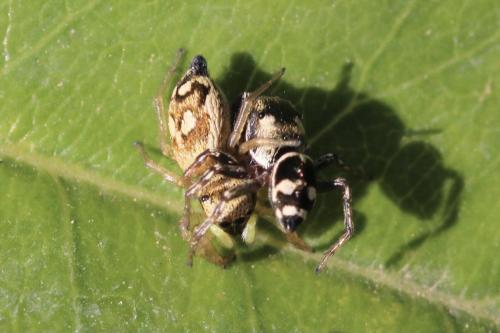 Réf. 308 650 : Heliophanus apiatus