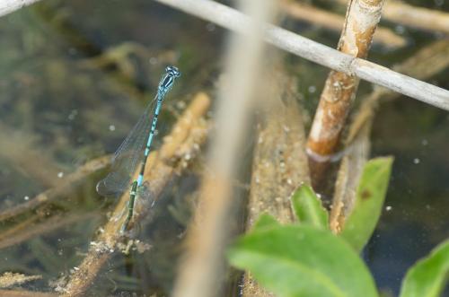 Réf. 308 108 : Coenagrion puella