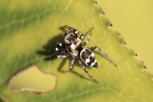 Réf. 308 652 : Heliophanus apiatus
