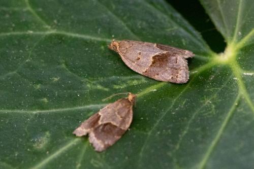 Réf. 308 428 : Clepsis dumicolana