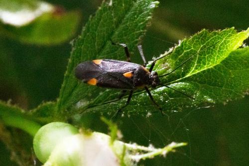 Réf. 308 258 : Capsodes flavomarginatus