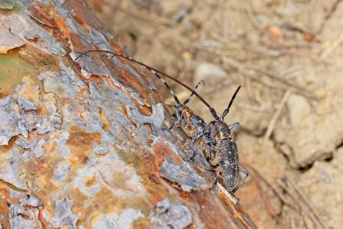 Réf. 308 018 : Monochamus galloprovincialis