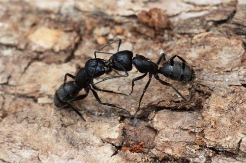 Réf. 308 027 : Camponotus vagus