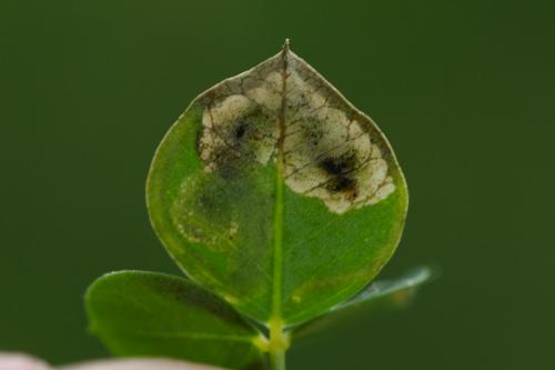 Phytoliriomyza variegata