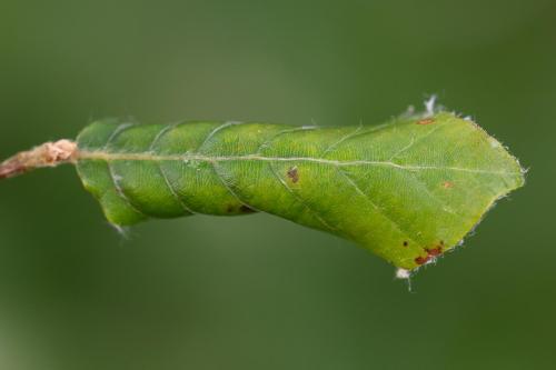 Réf. 308 055 : Phyllaphis fagi