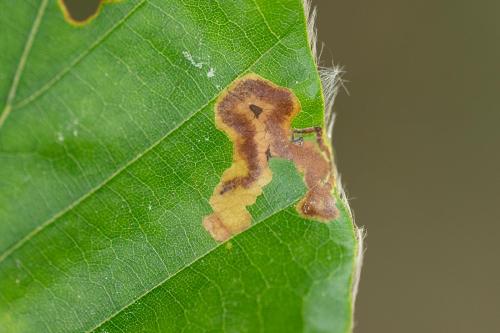 Stigmella hemargyrella