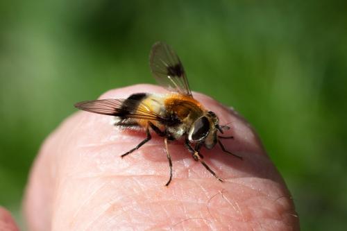 Réf. 308 501 : Leucozona lucorum