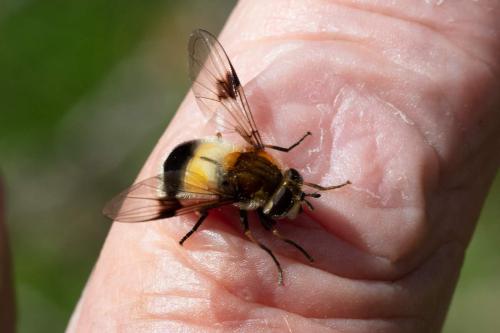 Réf. 308 515 : Leucozona lucorum