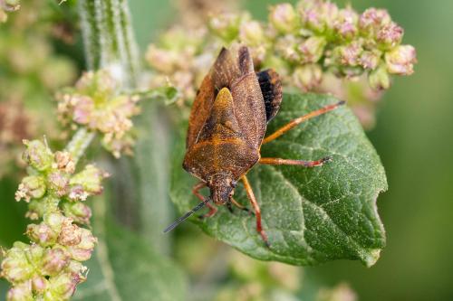 Carpocoris melanocerus