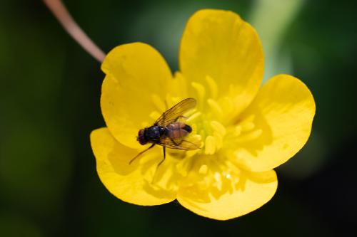 Thricops semicinereus