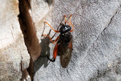 Réf. 308 420 : Chalcosyrphus valgus