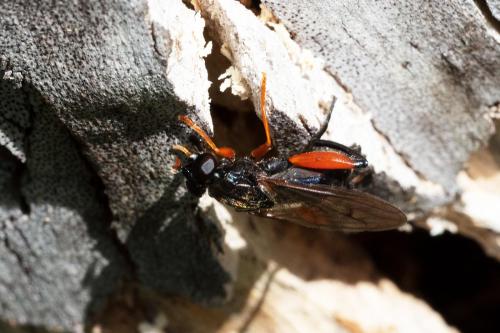 Réf. 308 419 : Chalcosyrphus valgus