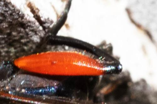 Réf. 308 439 : Chalcosyrphus valgus