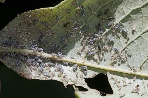Rhopalosiphum padi