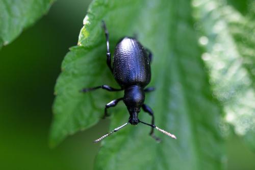 Réf. 308 421 : Otiorhynchus morio