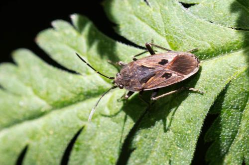 Réf. 308 575 : Rhyparochromus pini