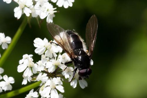 Cheilosia variabilis