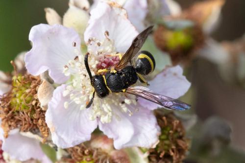 Réf. 308 657 : Ancistrocerus sp.