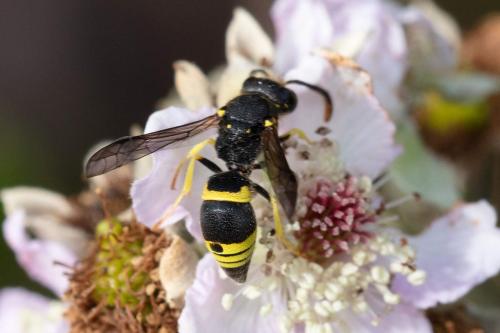 Ancistrocerus sp.