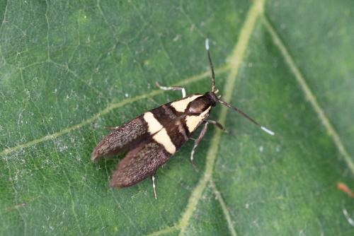 Dasycera oliviella