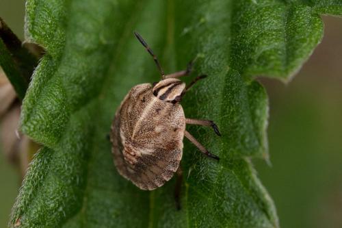 Réf. 308 697 : Graphosoma italicum