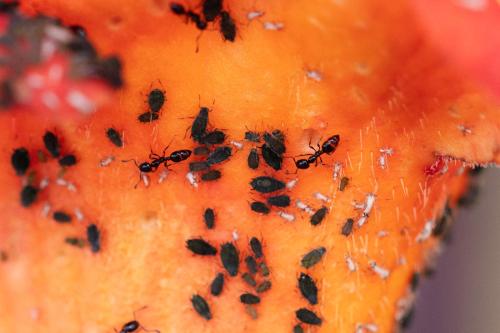 Réf. 308 774 : Aphis gossypii