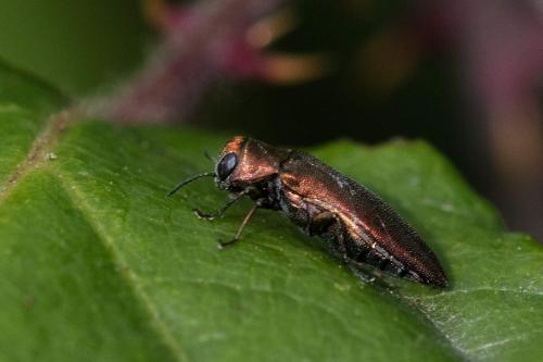 Réf. 308 776 : Agrilus sinuatus