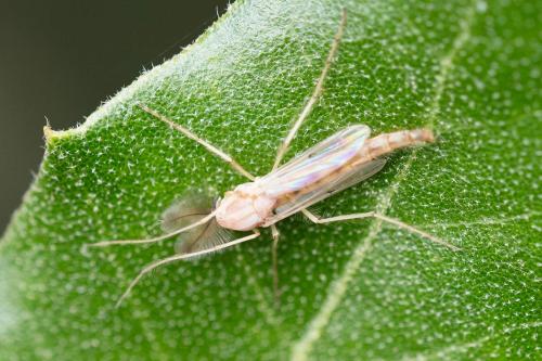 Réf. 308 777 : Chironomini inconnu