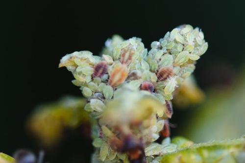 Thelaxes dryophila