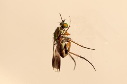 Poecilobothrus nobilitatus