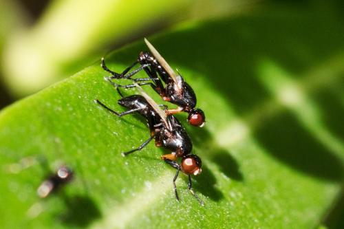 Themira annulipes