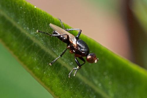 Themira annulipes