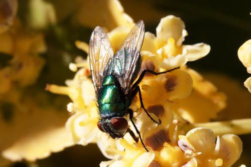 Lucilia sericata