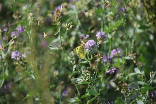 Colias sp.