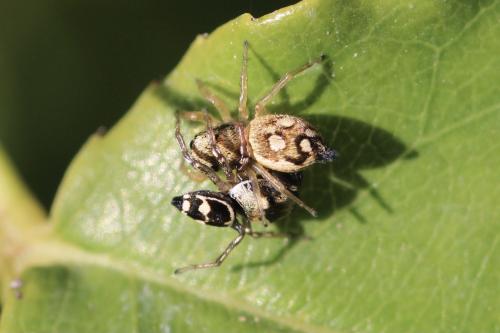 Réf. 308 651 : Heliophanus apiatus
