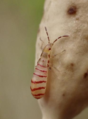 Brachyplax tenuis