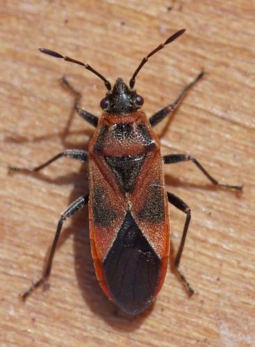 Arocatus roeselii