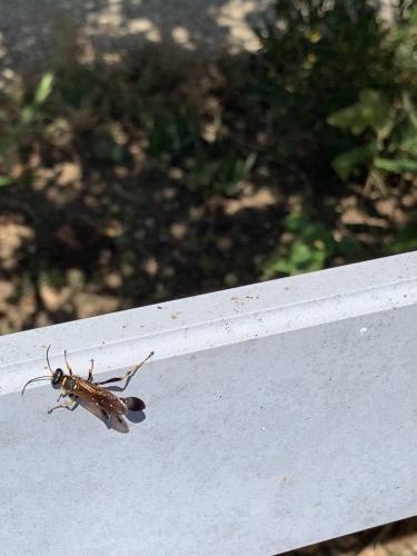 Sceliphron caementarium