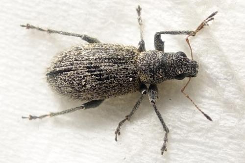 Réf. 308 475 : Polydrusus inustus