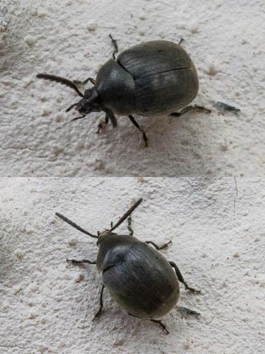 Réf. 308 714 : Spermophagus sp.