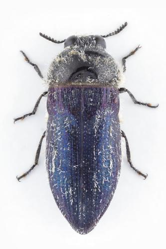 Acmaeoderella villosula