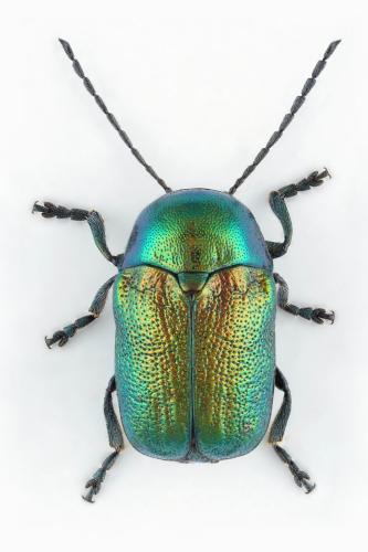 Cryptocephalus therondi