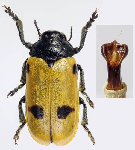Réf. 308 772 : Clytra quadripunctata