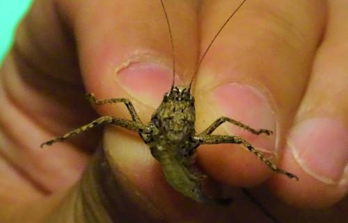 Rhacocleis poneli