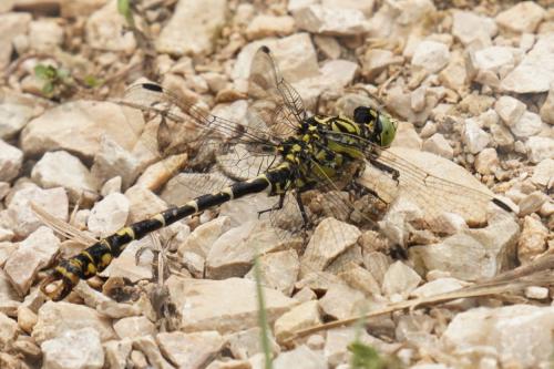 Onychogomphus forcipatus