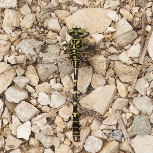 Réf. 308 603 : Onychogomphus forcipatus
