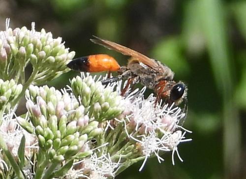 Sphex flavipennis