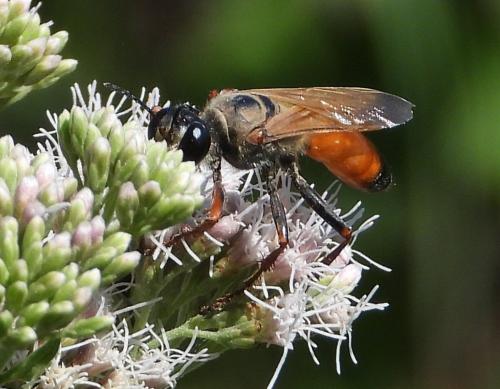 Sphex flavipennis